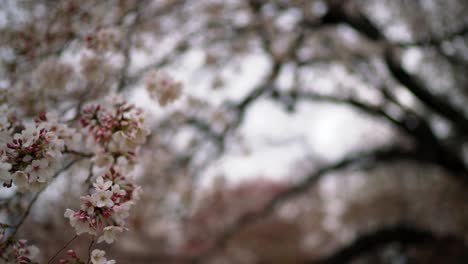 Sakura-Blume-Kirschblütenbaum-In-Japan-4k-Schöne-Frühlingsblumenblüte-In-Tokio