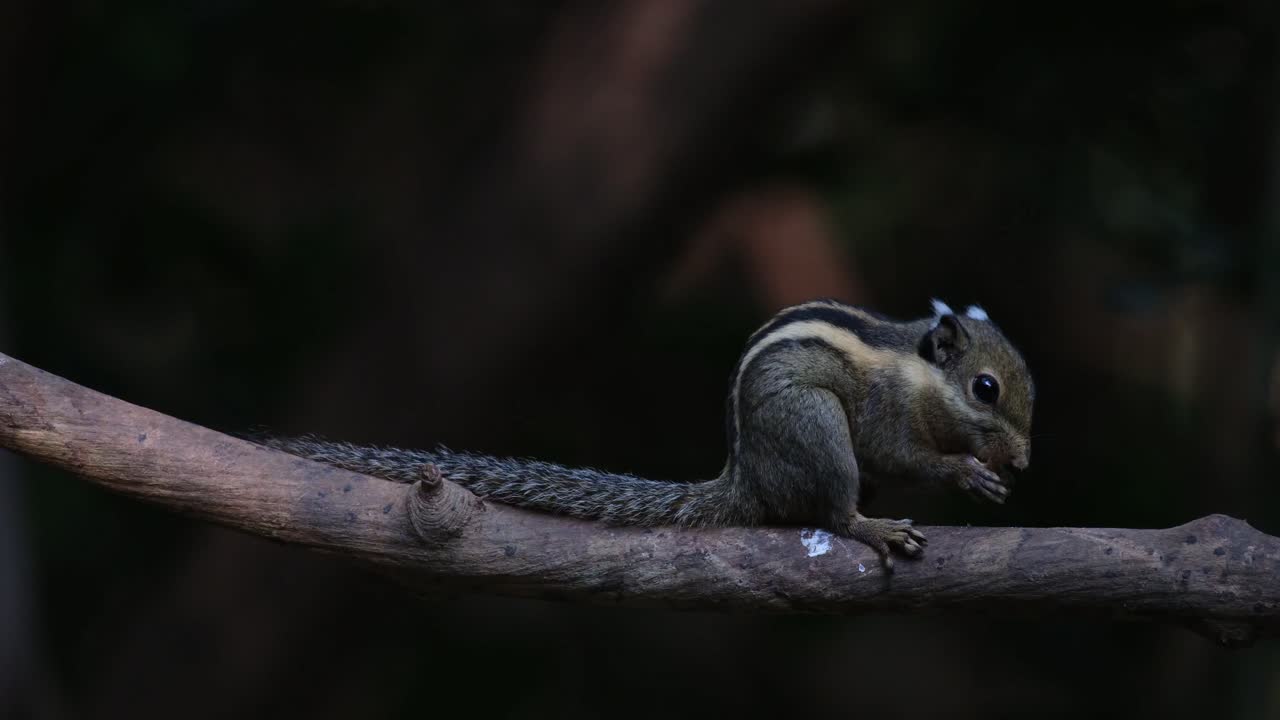 visto en una rama comiendo mientras sostiene su comida, la ardilla rayada del himalaya tamiops mcclellandii, tailandia