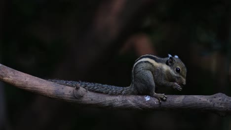 Visto-En-Una-Rama-Comiendo-Mientras-Sostiene-Su-Comida,-Ardilla-Rayada-Del-Himalaya-Tamiops-Mcclellandii,-Tailandia