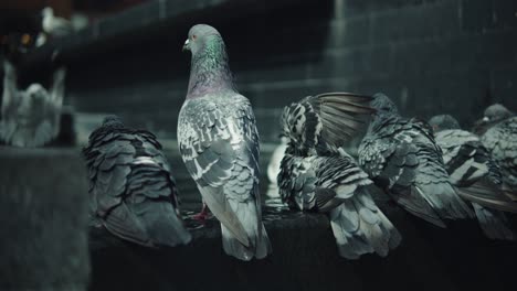 thirsty doves drinking from a fountain in the city of auckland