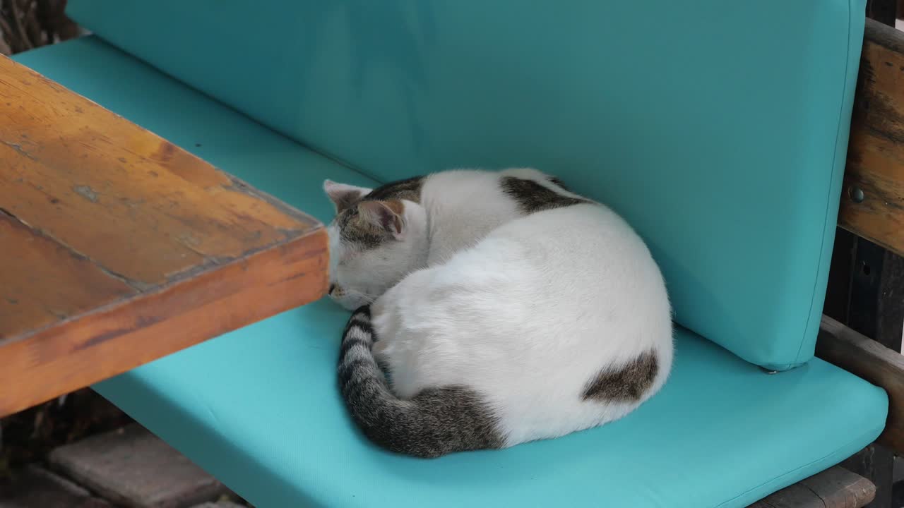 Gatto che dorme su una panchina