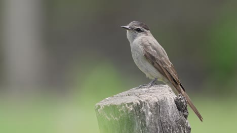 Crowned-slaty-flycatcher-bird,-short-beak-stands-on-wood-post-moving-head