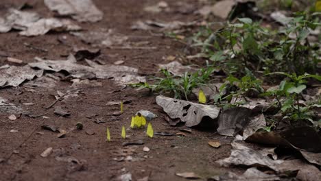 butterflies interacting in a natural woodland setting.