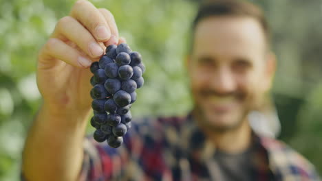 Man Holding a Bunch of Grapes