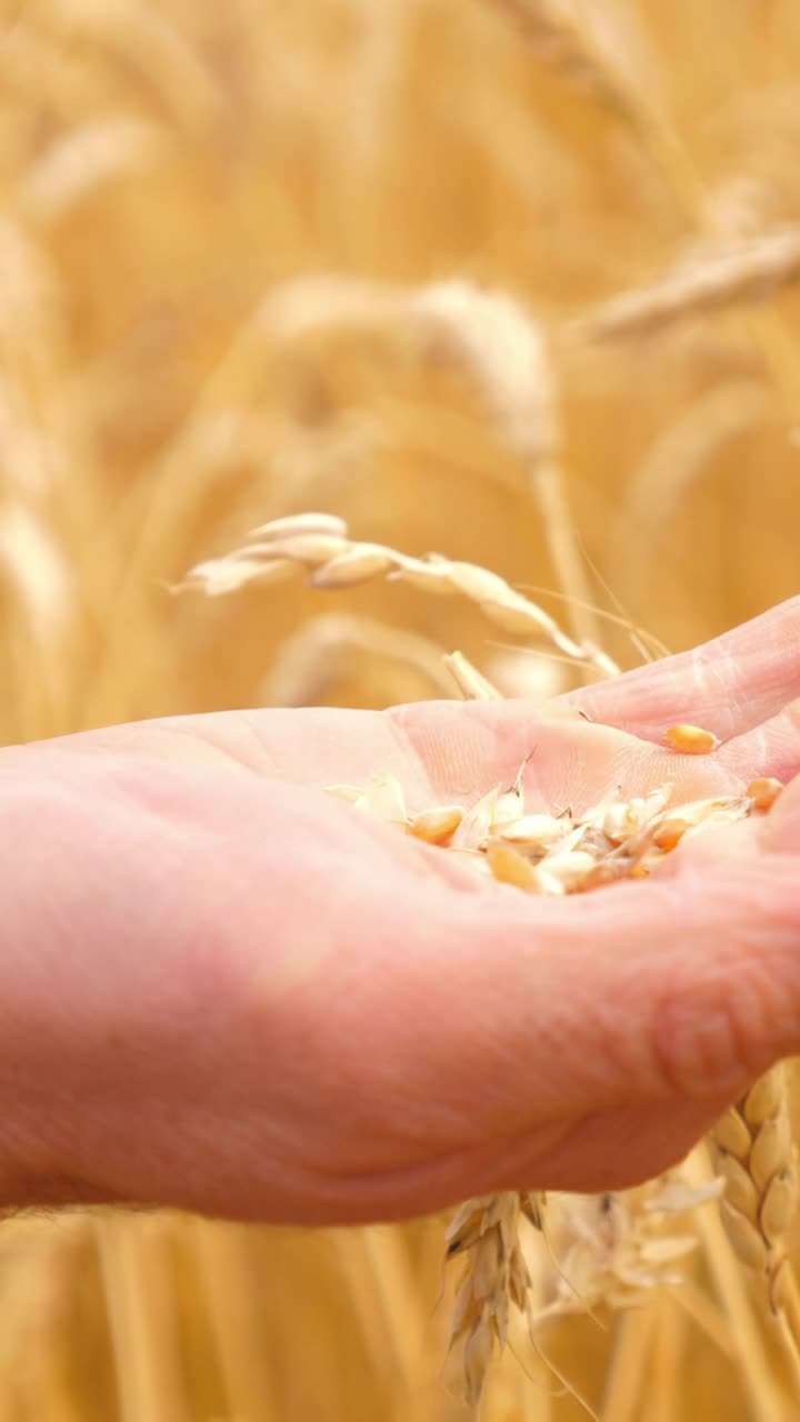 Close-up of hands gently holding wheat grains in a golden field showcasing agricultural beauty