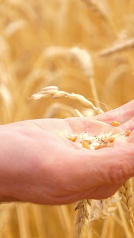 close-up of hands gently holding wheat grains in a golden field showcasing agricultural beauty