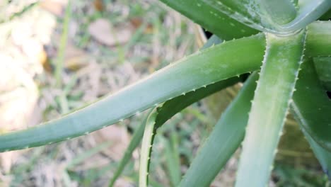 Toma-Panorámica-Suave-De-La-Planta-De-Aloe-Y-La-Hoja-Con-Espinas