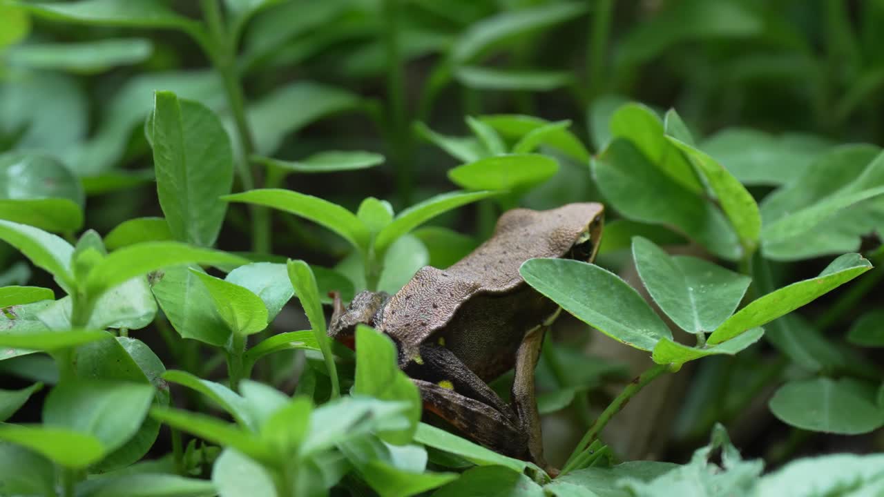 Brown Rain Frog Sitting Still in Grass