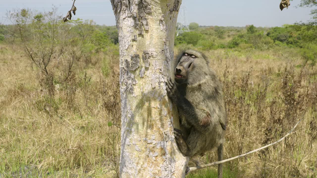 babuino salvaje aferrarse a un árbol después de ser rescatado por la conservación de animales de uganda