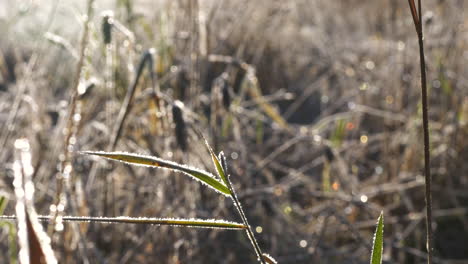 Frozen-long-grass-with-ice-crystals-on-sunny-winter's-morning