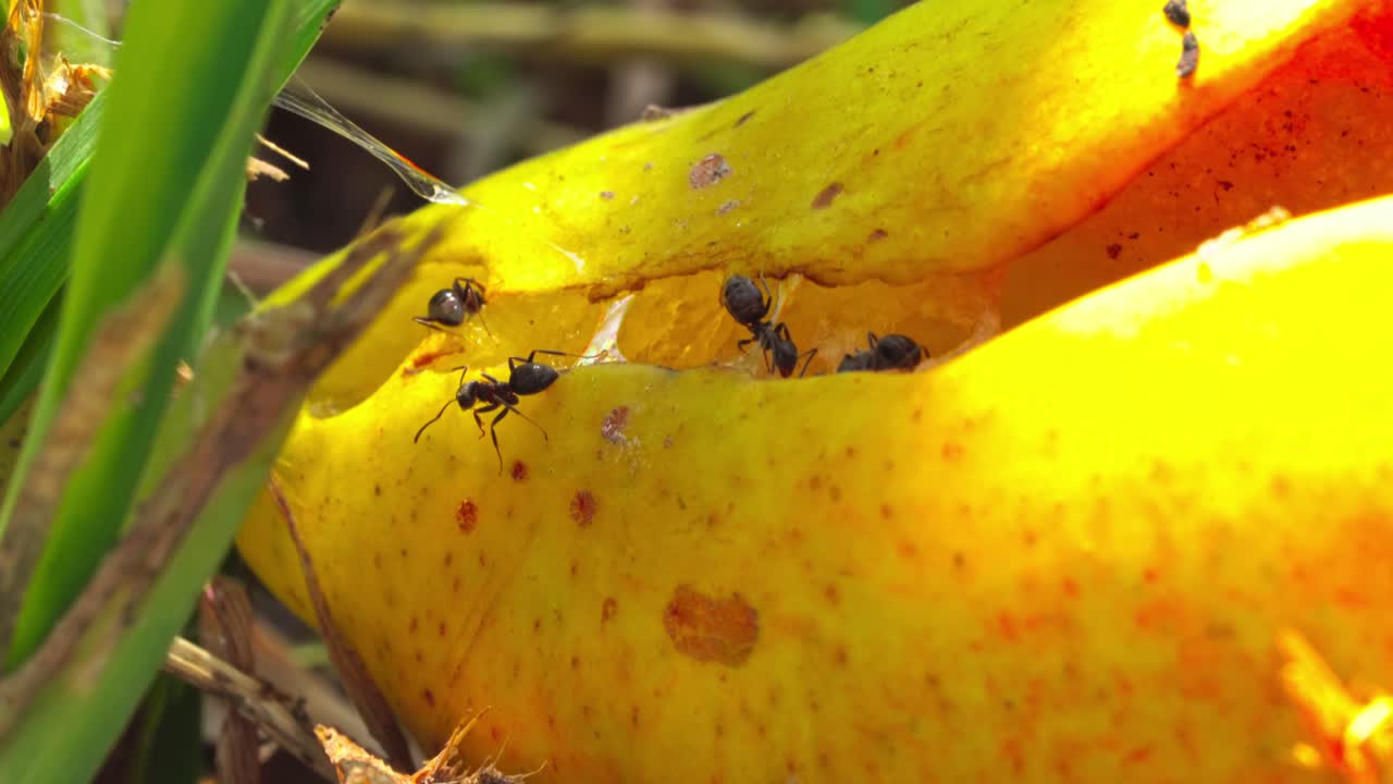 Ants gather on a yellow fruit in a garden during daylight hours