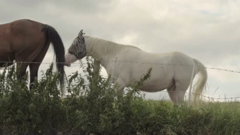 white horse with fly mask in a field