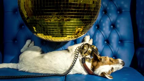 disco de oro para perros 4k 02