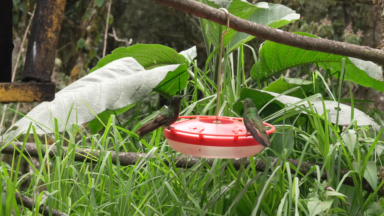 Two hummingbirds sip nectar at a hanging feeder in Cocora Valley, Close up