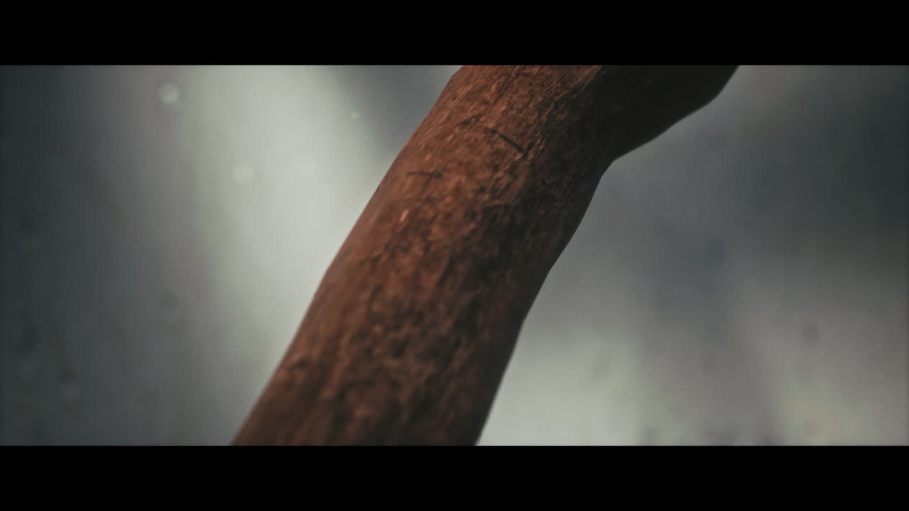 Close-up of a Wooden Branch