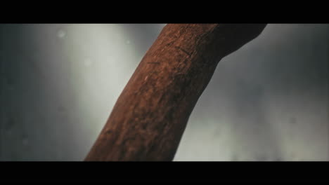 close-up of a wooden branch