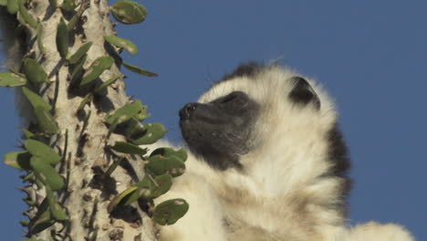 馬達加斯加的西法卡·維雷奧克西 (sifaka verreauxi) 坐在章魚仙人掌上放鬆,將頭轉向攝影機,近距離拍攝