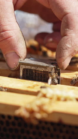 beekeeping process. beekeeper's hand putting small box with a queen bee into the hive. busy bees crawling on frames in a hive. close-up. apiculture concept. vertical video