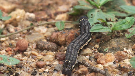 Seltsame-Raupe-Mit-Schwanzspitze,-Die-Blätter-Auf-Dem-Boden-Frisst