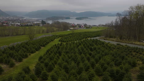 growing christmas trees on a farmland during foggy day near jorpeland, norway