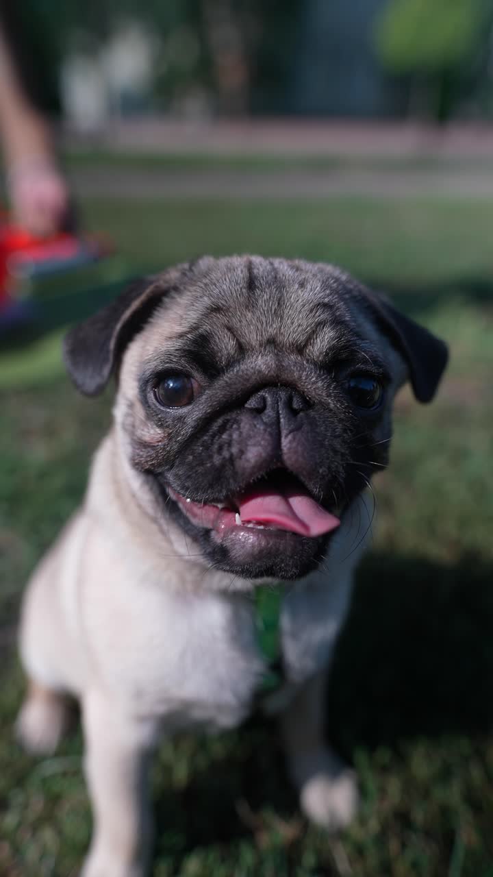 Mopsvalp i en park