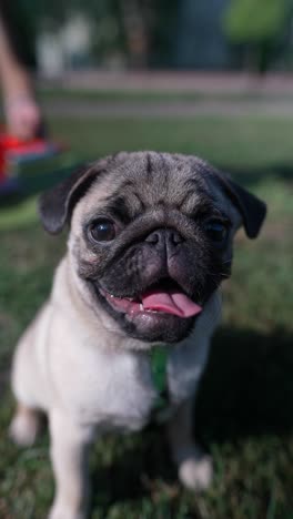 un cachorro en un parque.