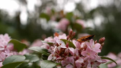 A-close-up-of-a-leaf-with-butterfly