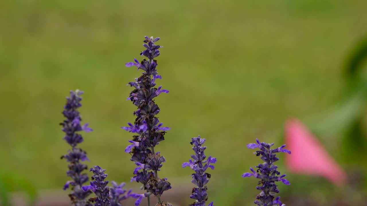 바람 부는 날에 라벤더 꽃