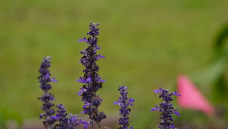 flores de lavanda en un día ventoso