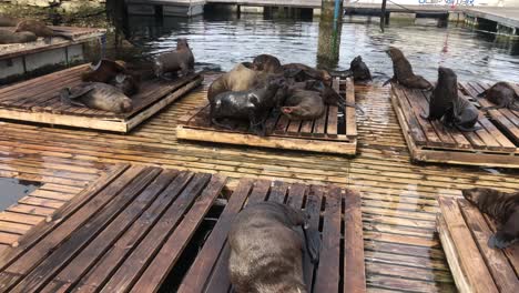 sea lions in an outdoors habitat of two oceans public zoo in cape town, south africa. wide shot in daylight with no people with a group of animals resting on wooden pallets.