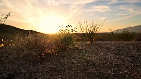 Schöne-Szene-Mit-Hintergrundbeleuchteten-Wüstenpflanzen-Bei-Sonnenuntergang