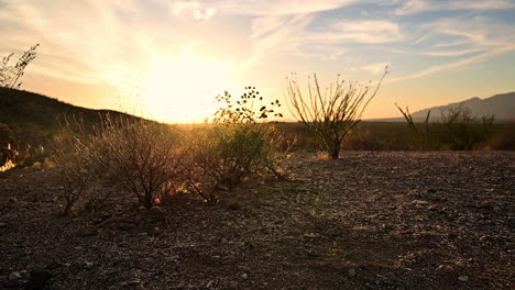 beautiful scene with backlit desert plants at sunset