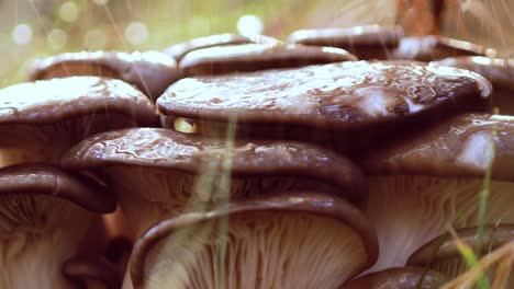 Pleurotus-Mushroom-In-a-Sunny-forest-in-the-rain.