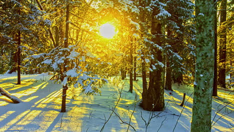 sun shining through snowy forest trees and branches, fusion time lapse view