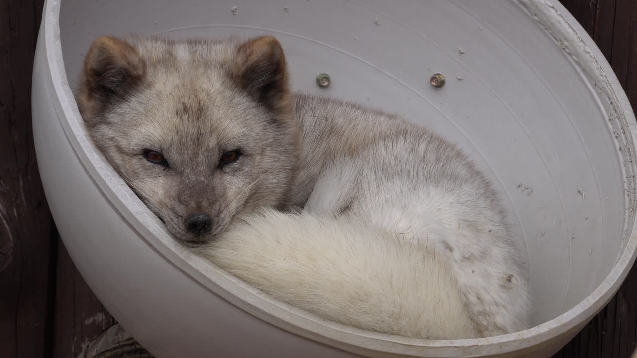 졸린 아름다운 흰색 북극 여우 강아지 휴식 - 가까이