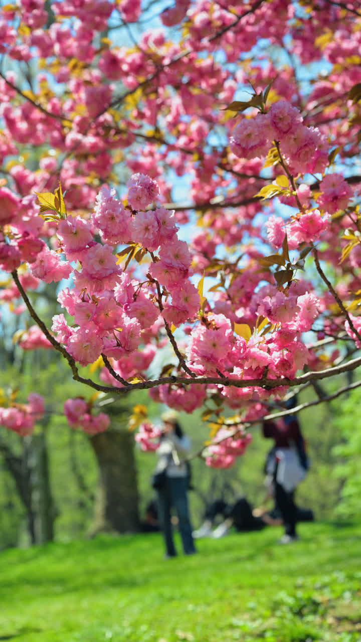 Sunlight filtering through pink cherry blossoms in spring park NYC. Detailed view of pink cherry blossom clusters on a branch with people and green grass blurred in background