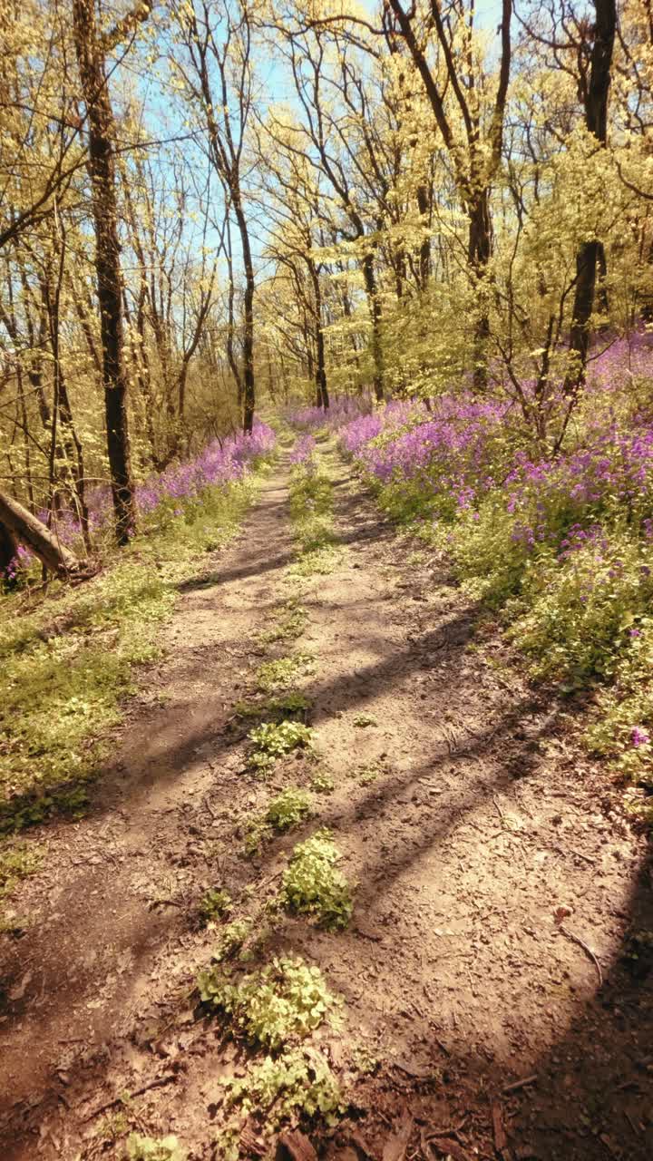 A calm, slow motion vertical POV of walking through a beautiful spring forest. Dirt trail lined with vibrant purple flowers under a sunny canopy. Conceptual b-roll of mindfulness in nature. 4k