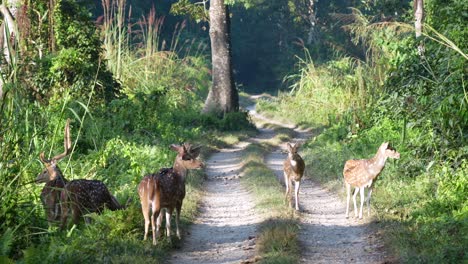 a small herd of spotted deer on a dirt road in the morning sun in the chitwan national park in nepal