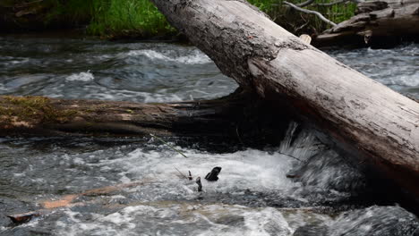 stream in a woodland area