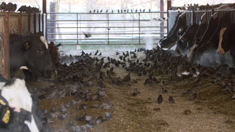 european starlings feeding on animal feed in dairy farm cow shed rack focus