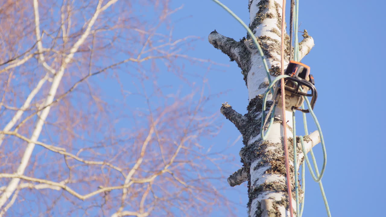 Closeup slomo of ropes used to hoist up petrol chainsaw for dismantling of birch