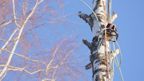 closeup slomo of ropes used to hoist up petrol chainsaw for dismantling of birch