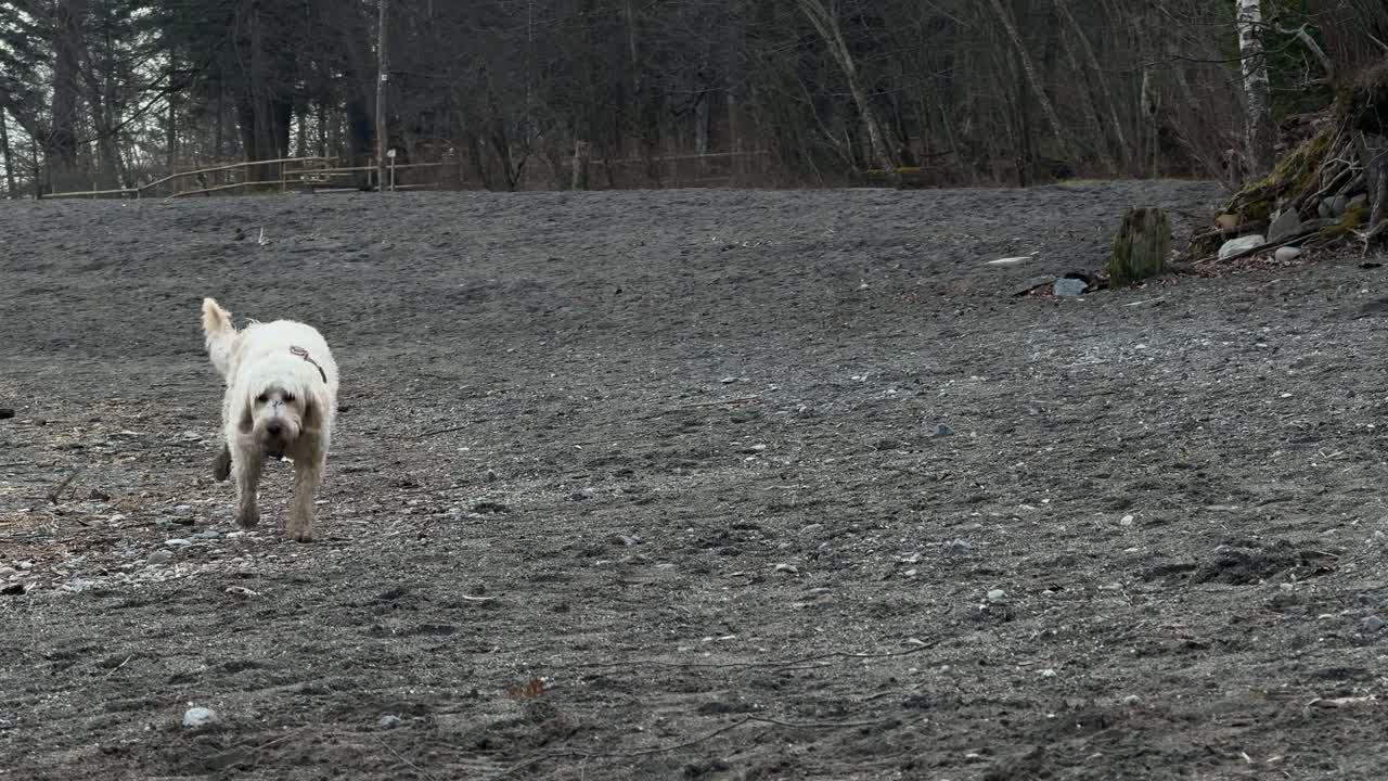Labradoodle happy dog pet outdoor open grass field, cream white fur coat