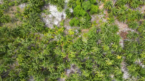 Tropical-palm-tree-forest-with-sandy-understory,-aerial-top-down-perspective