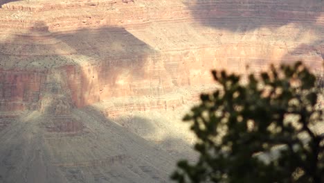 Ein-Fokuszug-Von-Der-Vegetation-Zum-Grand-Canyon