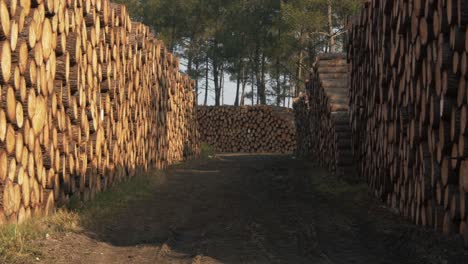 huge pile of wood