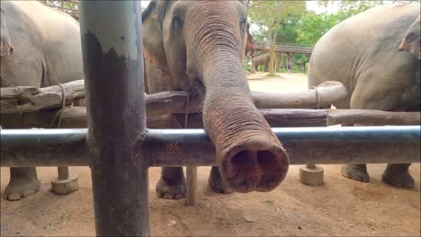 Feeding-Elephants-at-Koh-Samui-Sanctuary