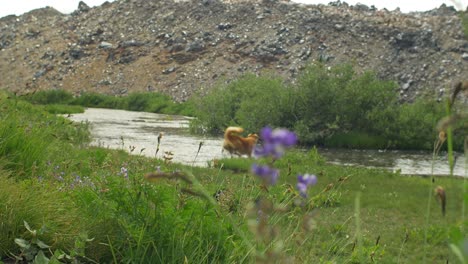 dogs having fun playing in a stream