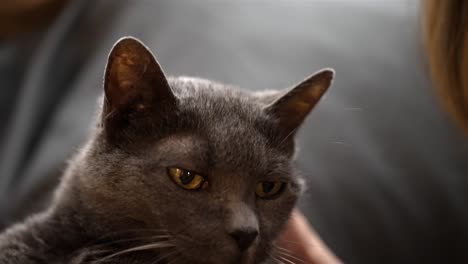 el viejo gato gris mira fijamente a su amigo con amorosa admiración y aprecio.