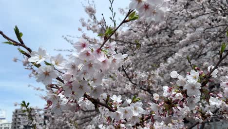 closeup shot for cherry blossom tree flowers inside branches viewing spot